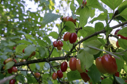 GARISAR Garisar- Wild Cornelian Cherry Marmalade - 80% Fruit - 7.7 oz